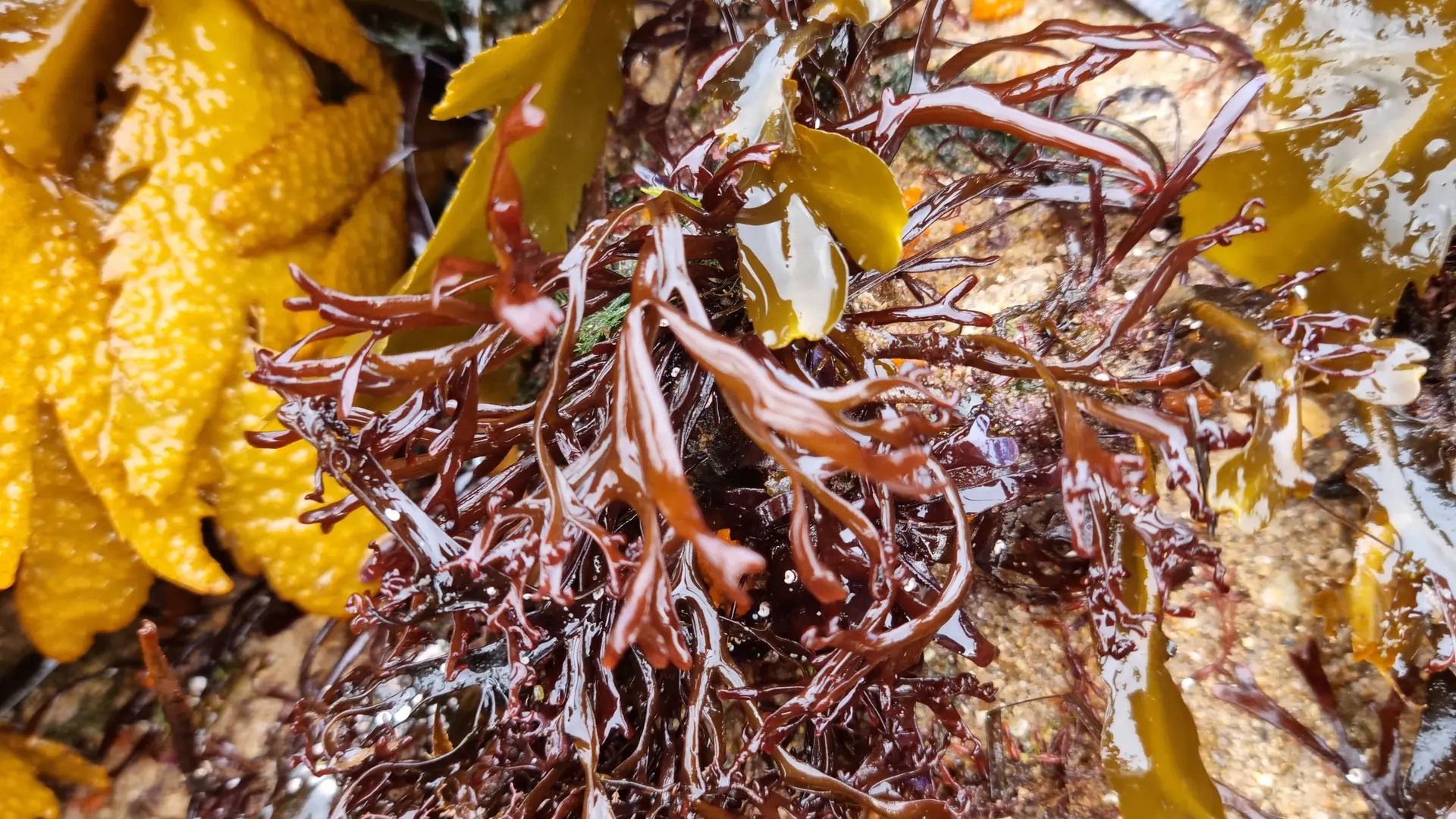 Les algues vertes, rouges, et brunes