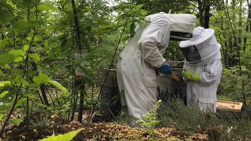Ma Foret - apiculteur producteur récoltant - Ploërmel