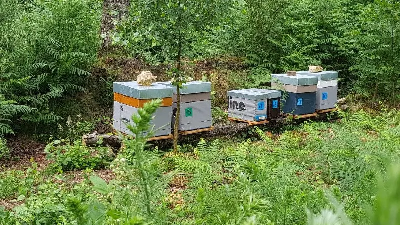Ma Foret - producteur miel - Ploërmel