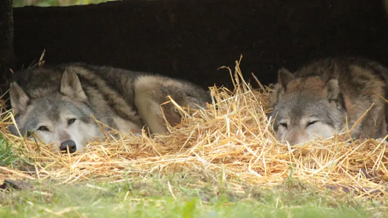 Les loups de Coat Fur