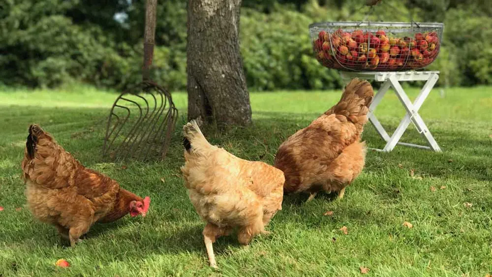 Manoir des Petites Bretonnes