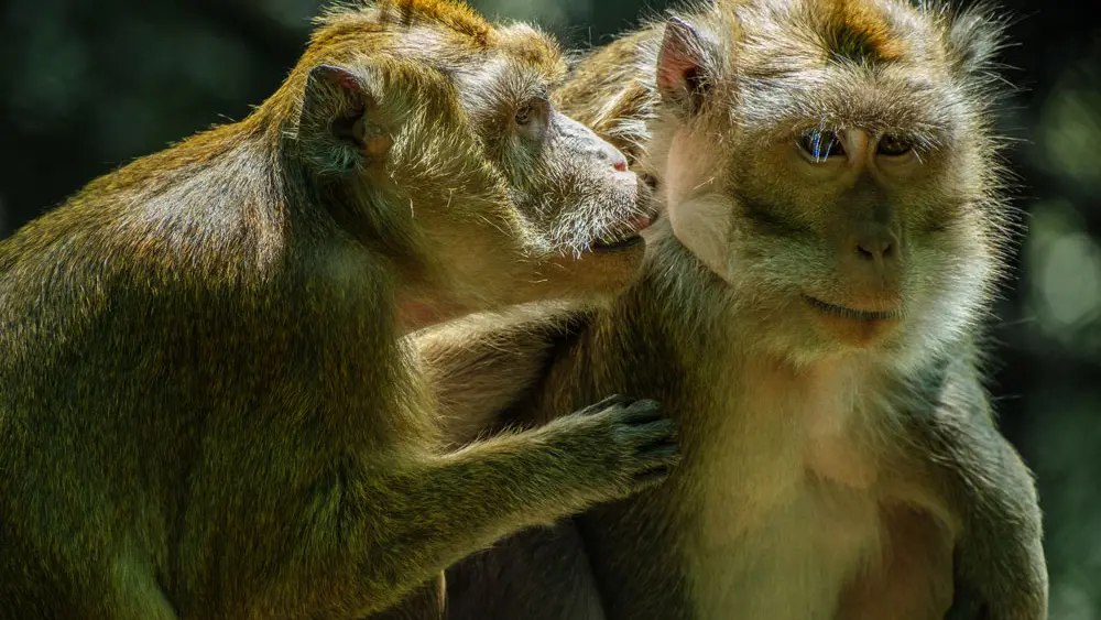 Les Terres de Nataé