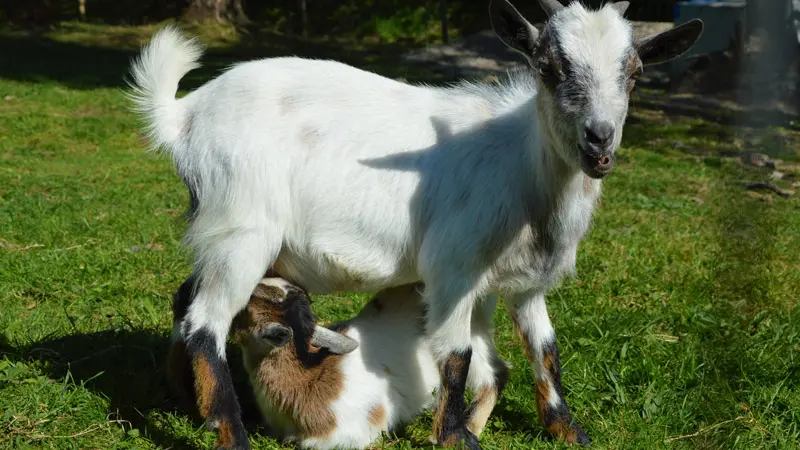 Camping Entre Terre et Mer