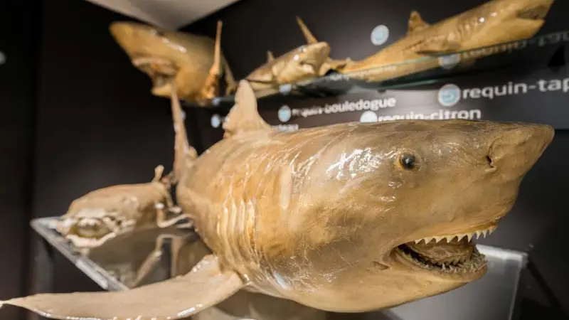 Musée de l’Amiral