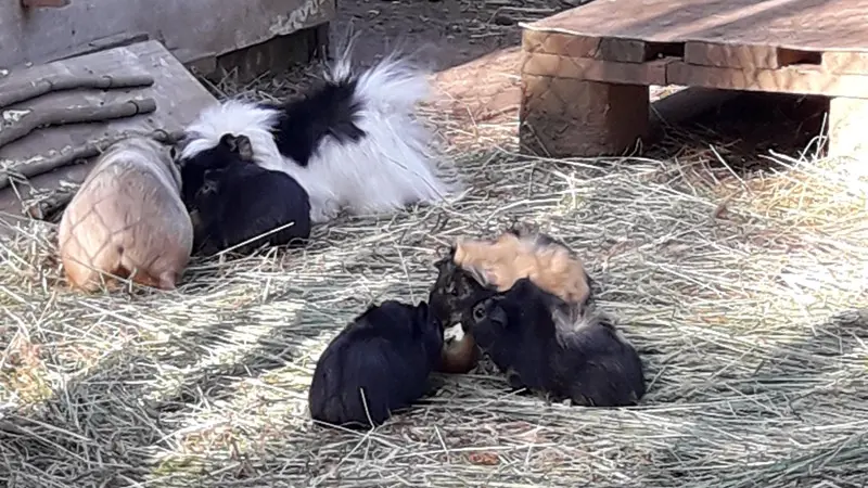 Camping des deux Moulins