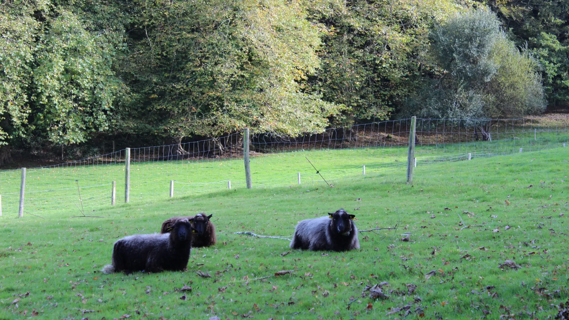 Animaux Plomarc'h