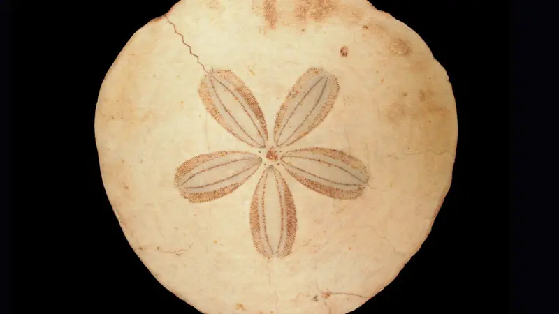 Office de Tourisme des Faluns en Pays d’Evran