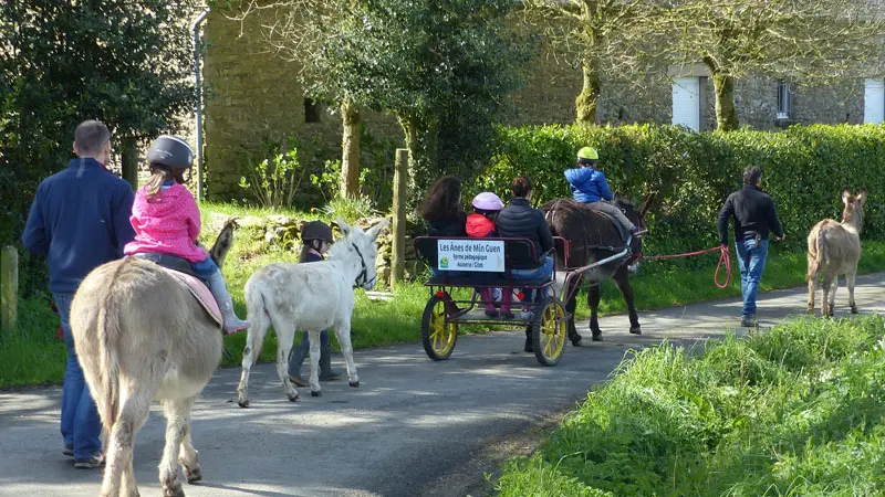 Les Ânes de Min Guen