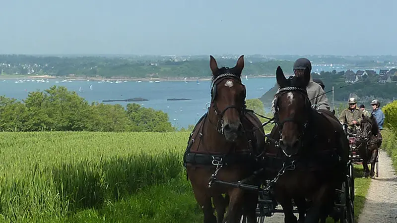 Attelage à Saint-Suliac