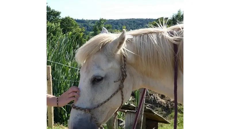 les-chevaux-du-vent-la-claie-des-landes