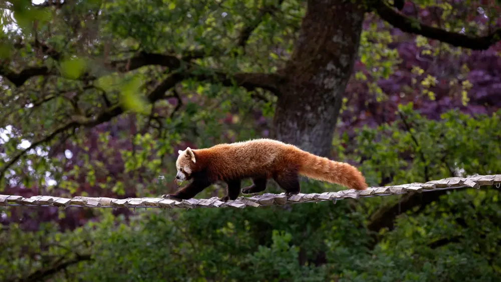 Parc de Branféré - Parc animalier, botanique et Parcabout