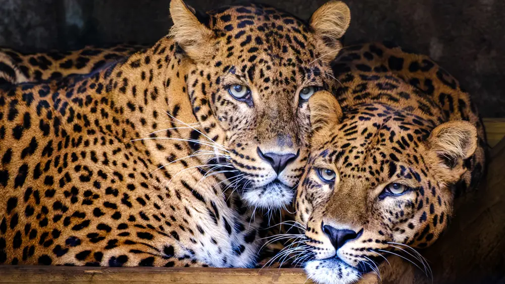 Les Terres de Nataé