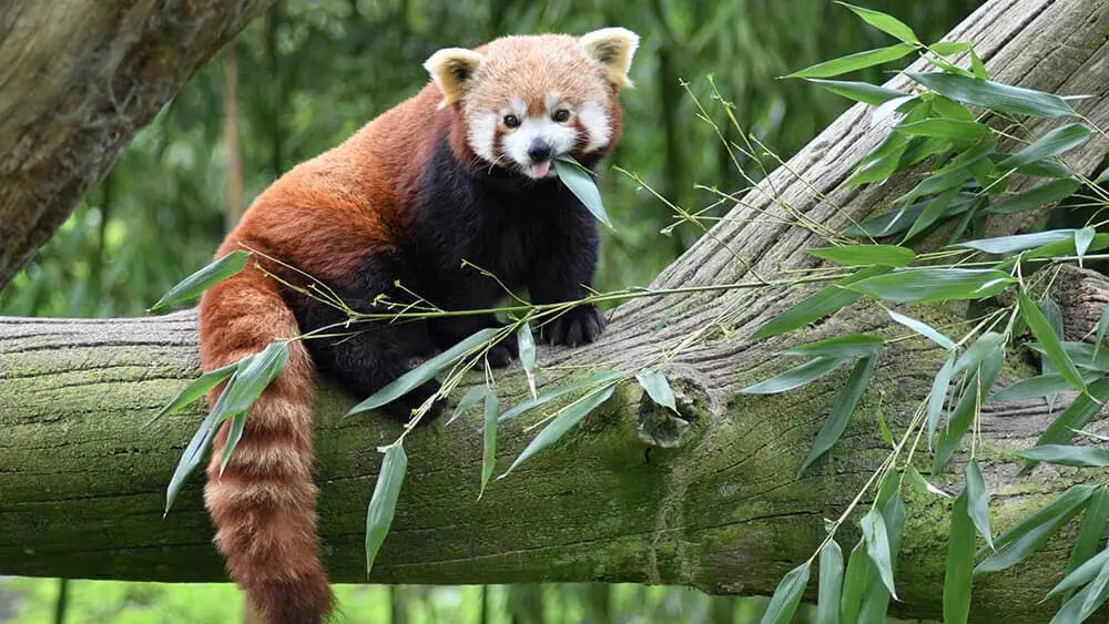 Parc de Branféré - Parc animalier, botanique et Parcabout®