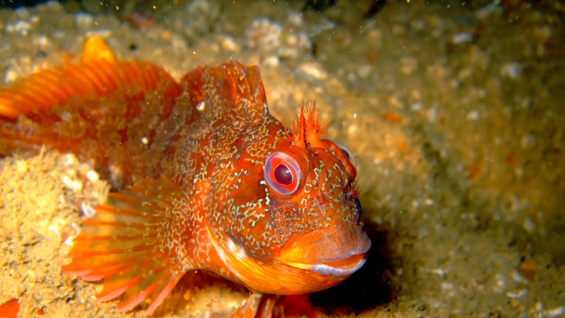Plongée - Saint-Malo