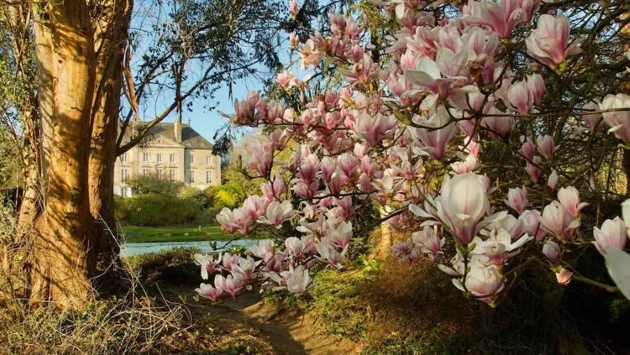 Parc Botanique de Haute Bretagne - Magnolia