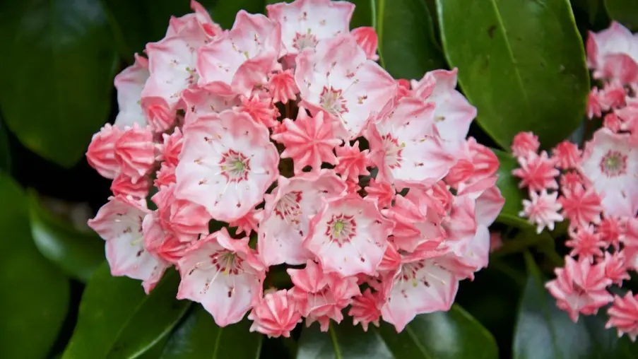Parc Botanique de Haute Bretagne - Hortensias