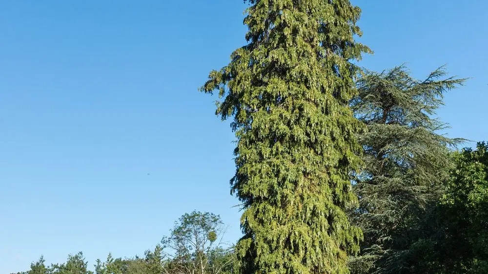 Parc de la Tour du Guesclin