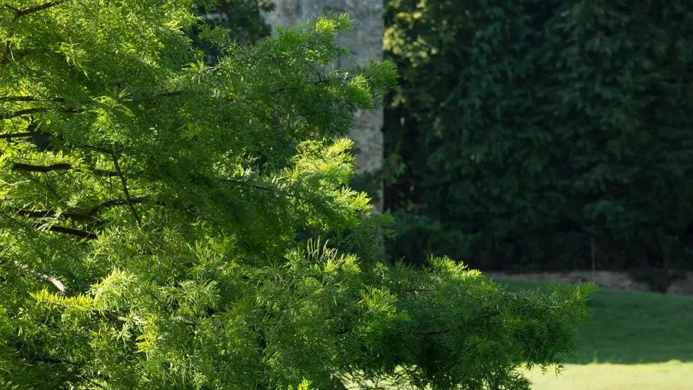 Parc de la Tour du Guesclin