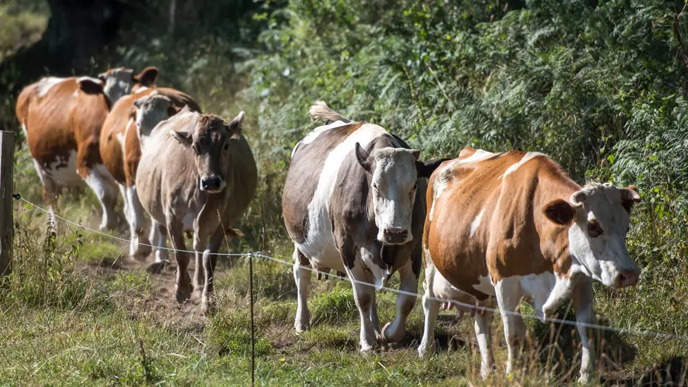 La Ferme de Penquelen