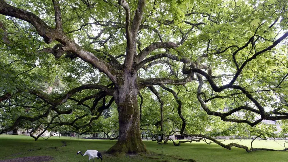 Parc de Branféré - Parc animalier, botanique et Parcabout®