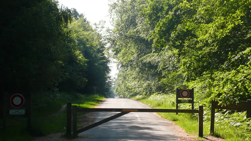 Forêt de Rennes