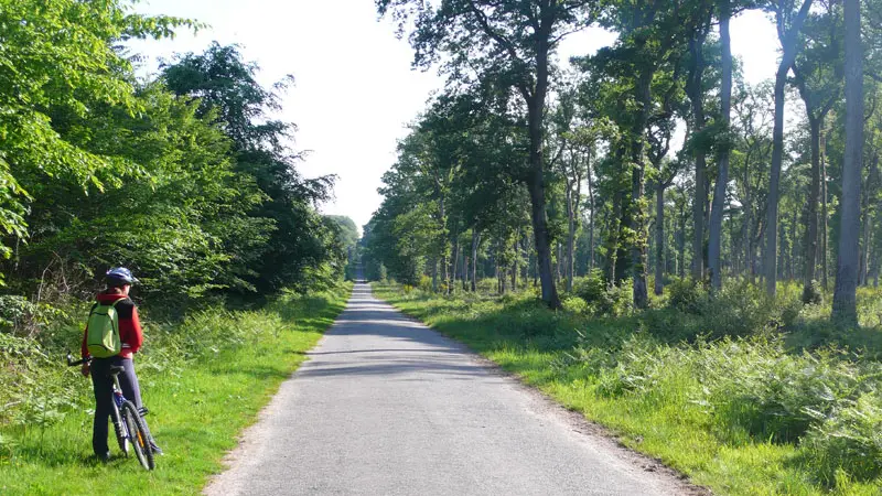 Forêt de Rennes