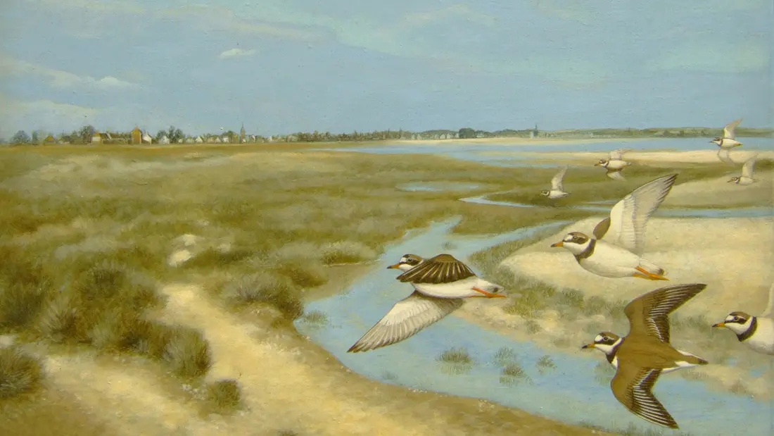 ROUSSIA - baie du kernic 1100copy2017 -CANCALE