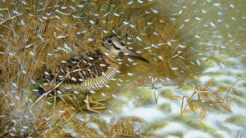 ROUSSIA - becasse dejanvierenbretagne1100copy2017 -CANCALE