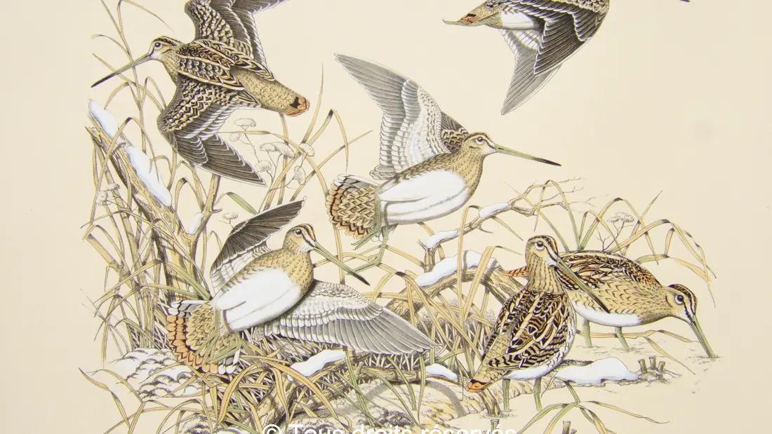 ROUSSIA -becassines 1100copy2017 - CANCALE