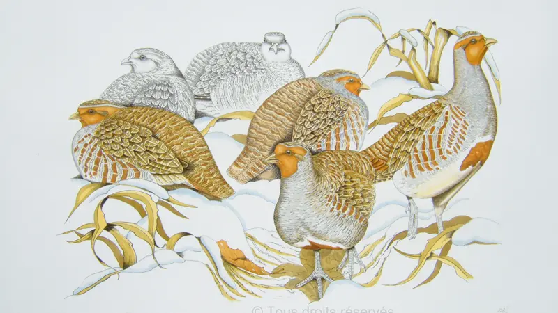 ROUSSIA -perdrix1100copy2017 - CANCALE