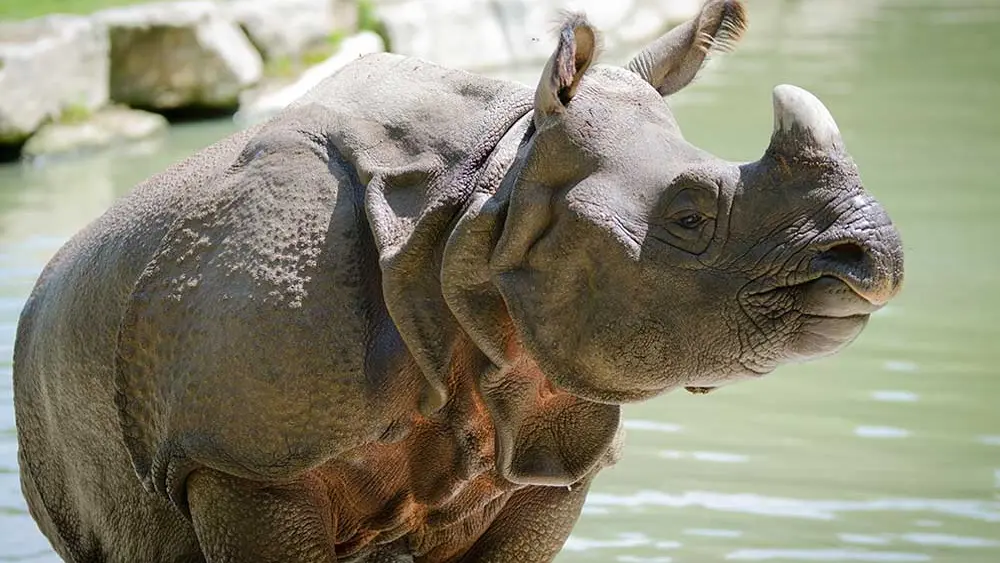 Parc de Branféré - Parc animalier, botanique et Parcabout®