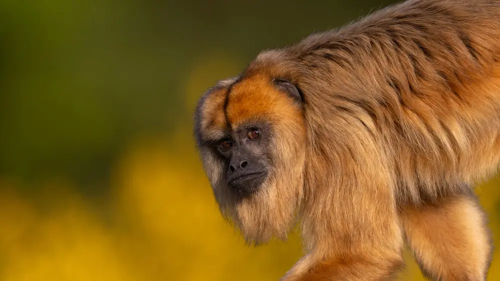 Parc de Branféré - Parc animalier, botanique et Parcabout