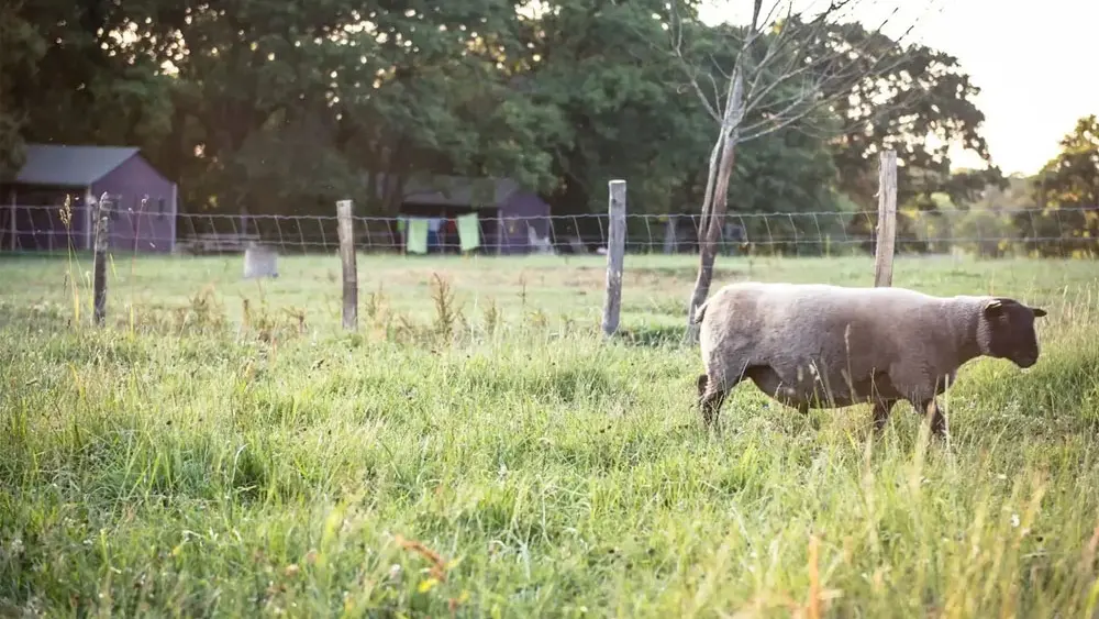 La Ferme de Penquelen - Un Lit au Pré