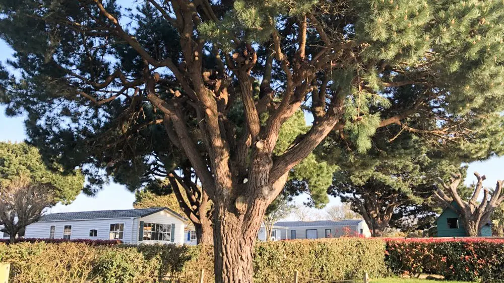 Camping Paradis Les Palmiers