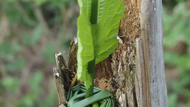 Saute-Ruisseaux_ Balade_Animation(1)