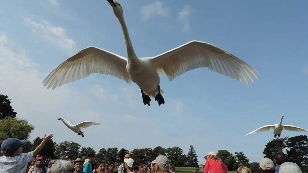 Parc de Branféré - Parc animalier, botanique et Parcabout®