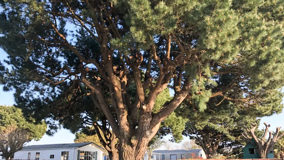 St-Philibert, camping Les palmiers, emplacements nus