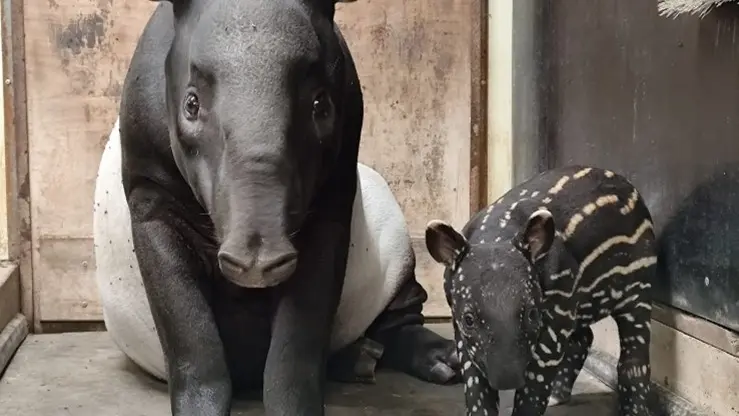 TAPIR ET BB TAPIR