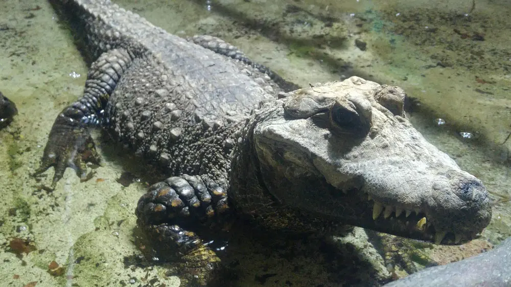 Terrarium de Kerdanet