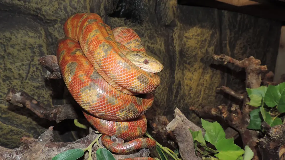 Terrarium de Kerdanet