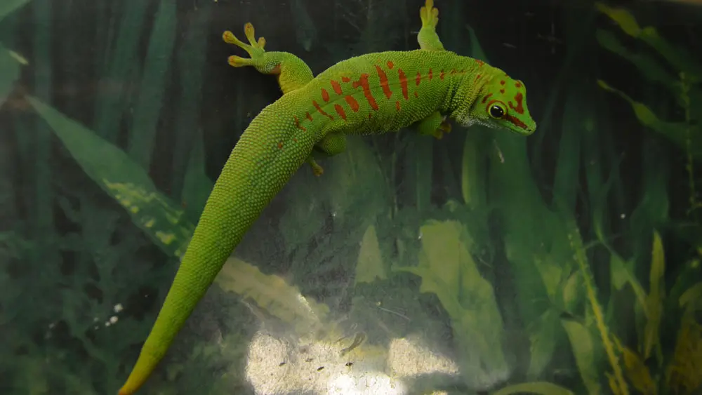 Terrarium de Kerdanet