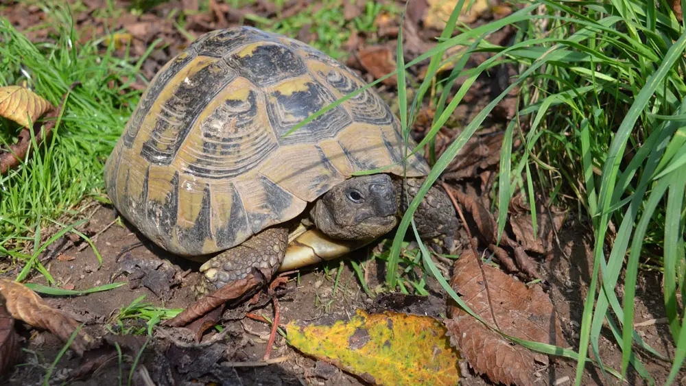 Terrarium de Kerdanet
