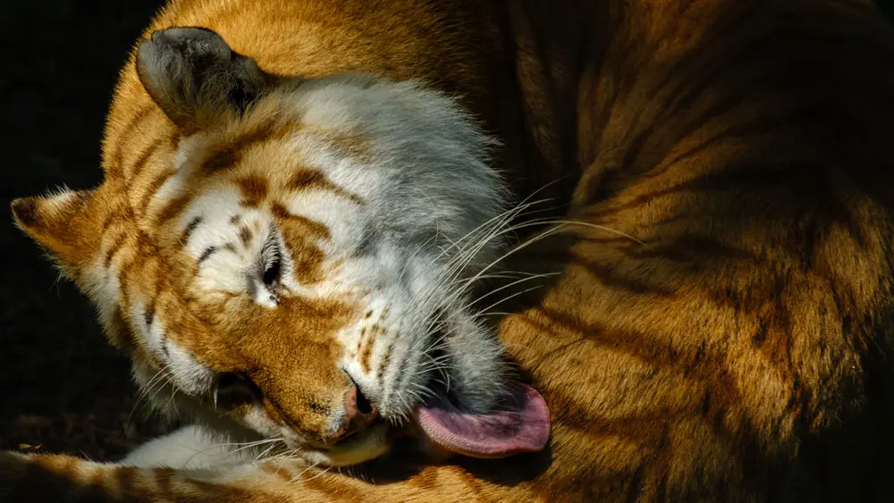 Les Terres de Nataé