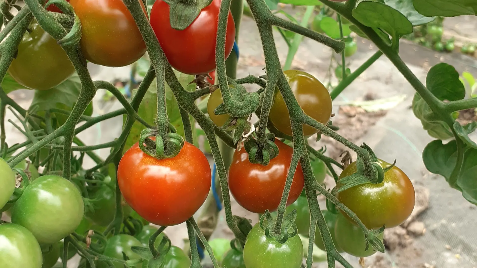 Tomate cerise