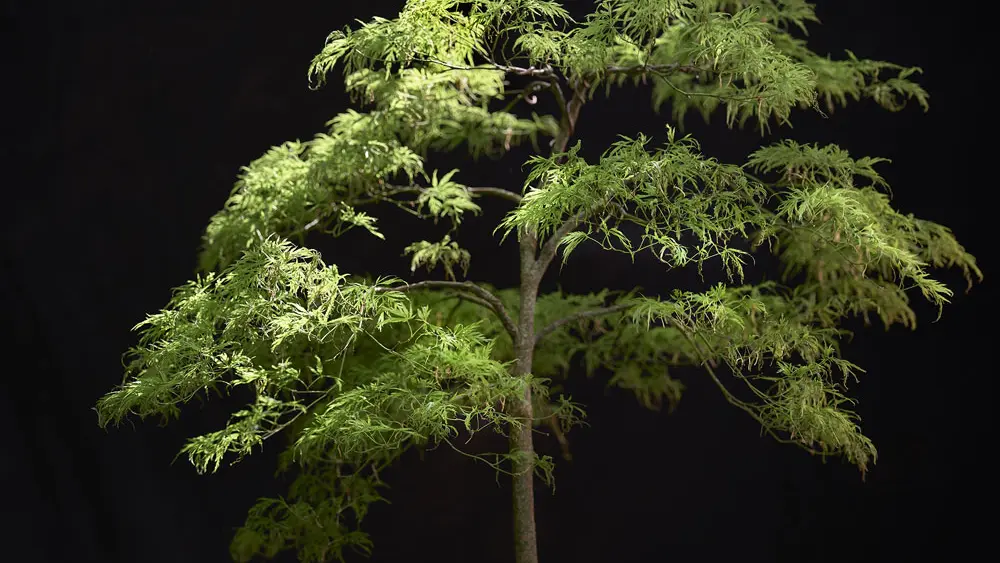 Tropicarium Bonsaï La Baule