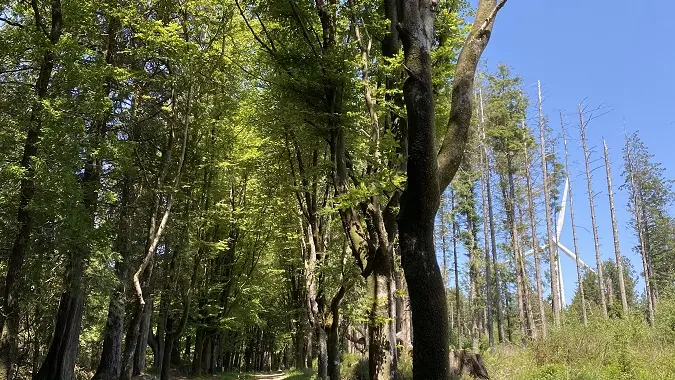 VTT_bois_saint_gildas_Cast_LF