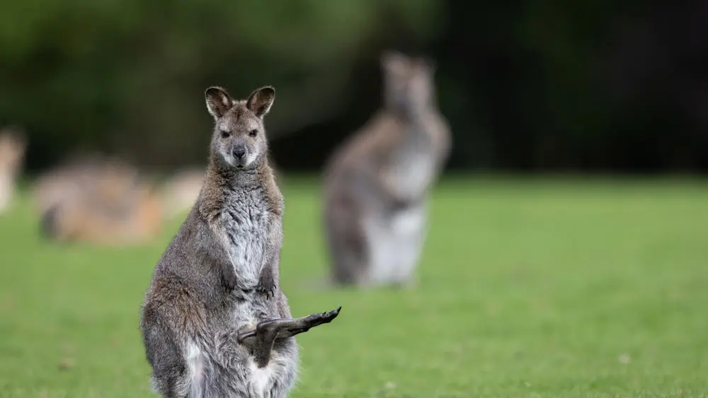 Parc de Branféré - Parc animalier, botanique et Parcabout