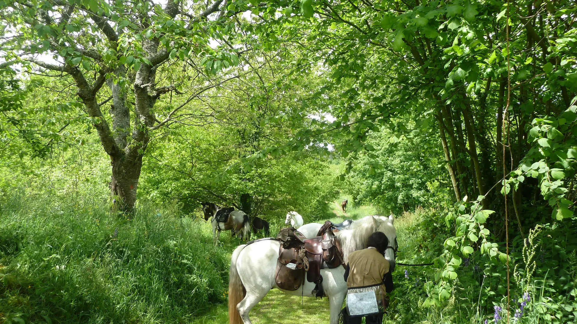 randonnée à cheval