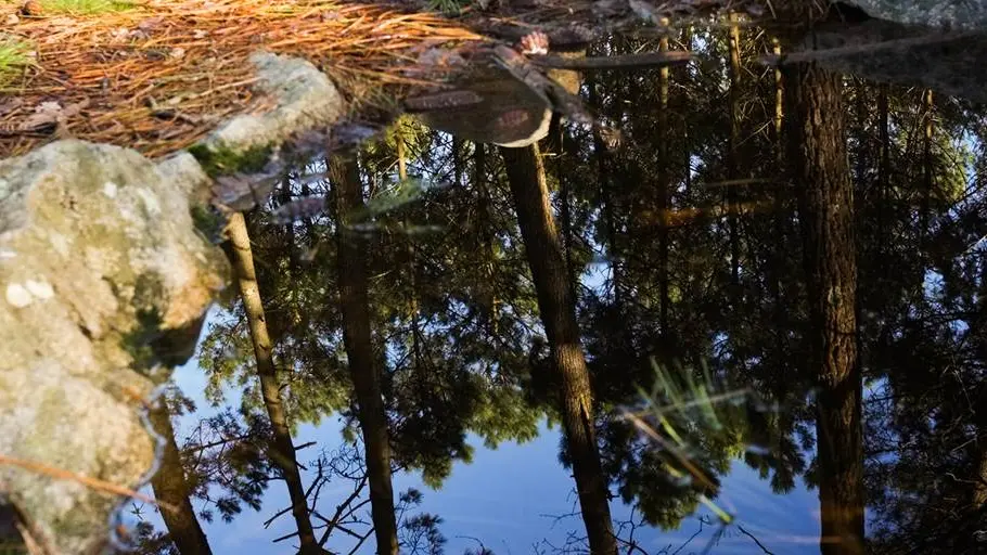 Alignements de Coet er Blei Erdeven - Morbihan Bretagne sud (3)