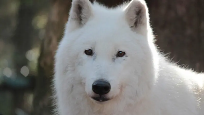 Les loups de Coat Fur